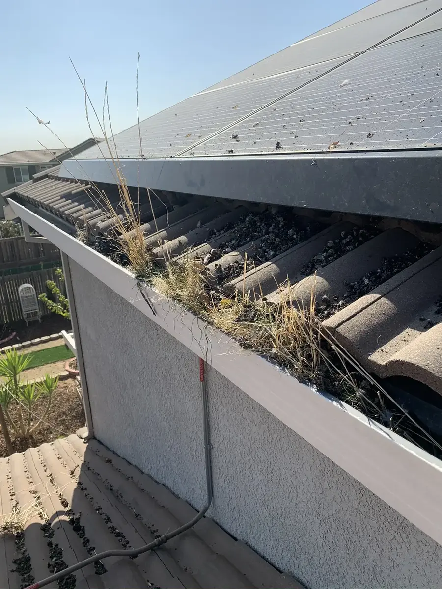 Bird nesting debris beneath rooftop solar panels before cleanup